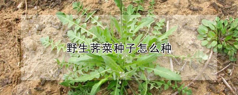 野生荠菜种子怎么种