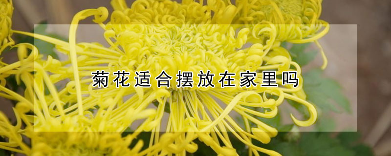 菊花适合摆放在家里吗