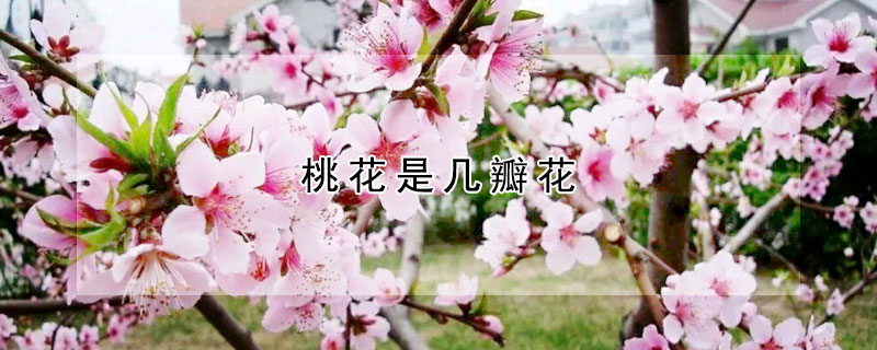 桃花是几瓣花