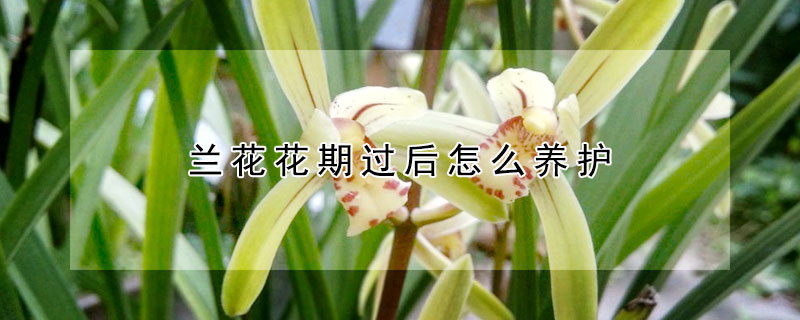 兰花花期过后怎么养护