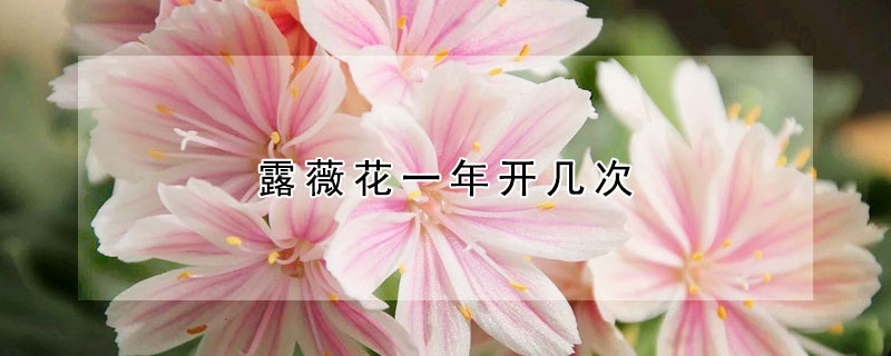 露薇花一年开几次