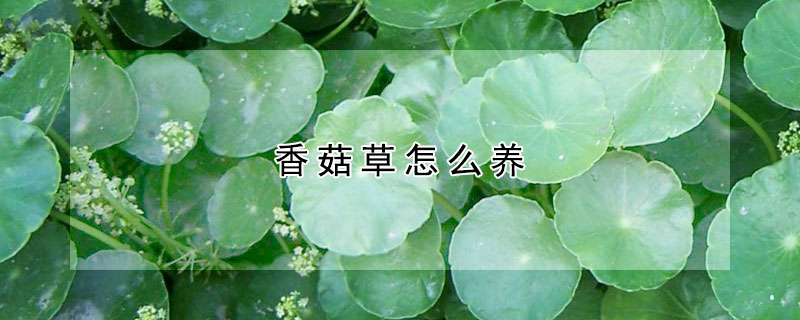 香菇草怎么养