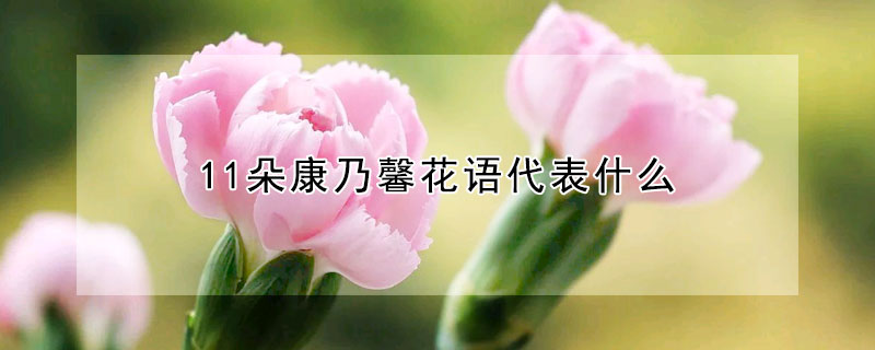 11朵康乃馨花语代表什么