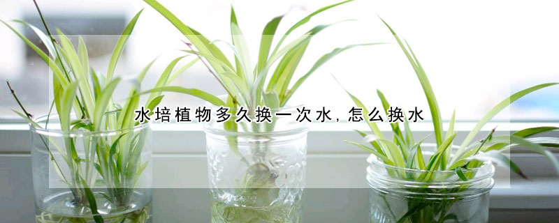 水培植物多久换一次水,怎么换水