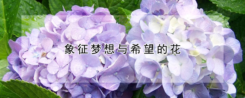 象征梦想与希望的花