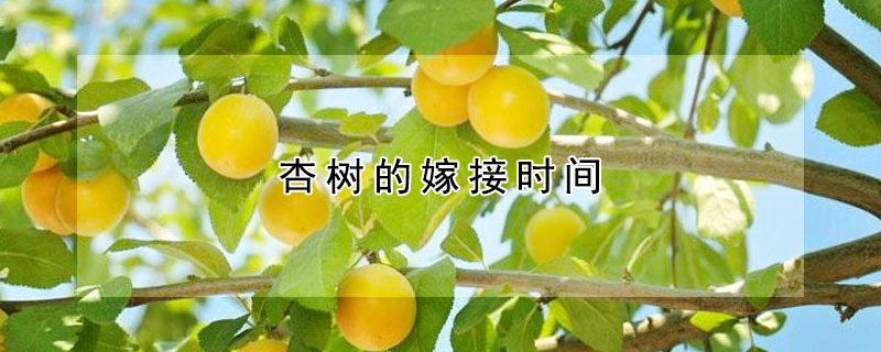 杏树的嫁接时间