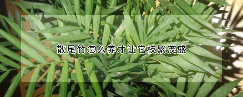 散尾竹怎么养才让它枝繁茂盛