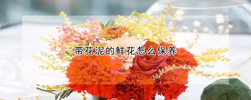 带花泥的鲜花怎么保养