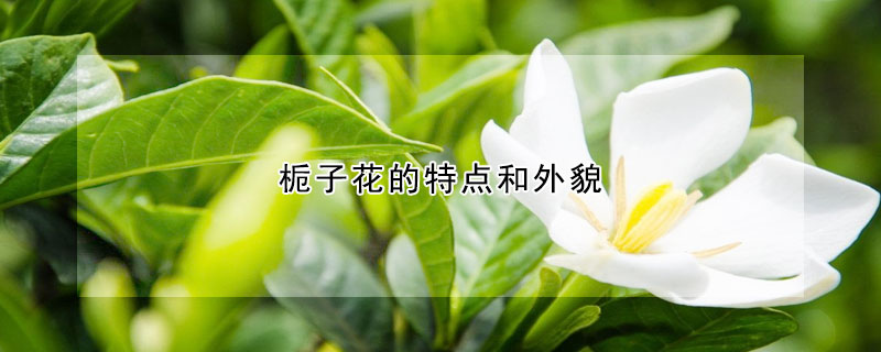 栀子花的特点和外貌