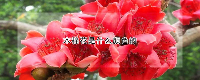 木棉花是什么颜色的