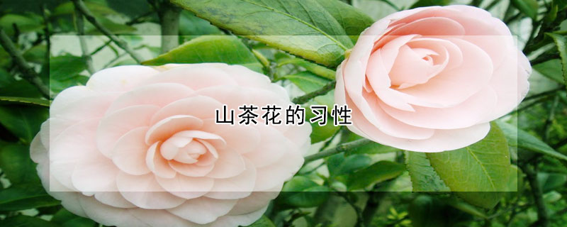 山茶花的习性