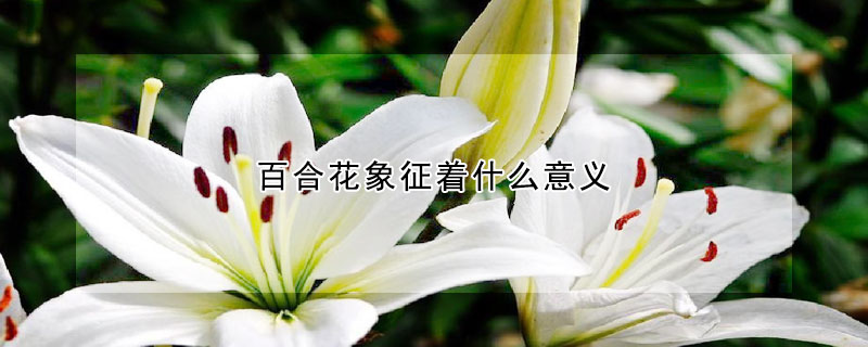 百合花象征着什么意义