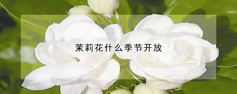 茉莉花什么季节开放