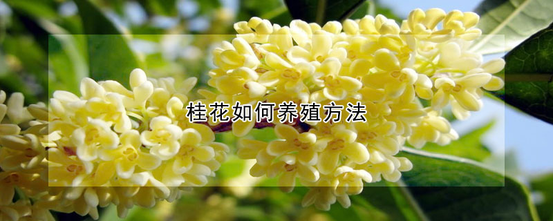 桂花如何养殖方法