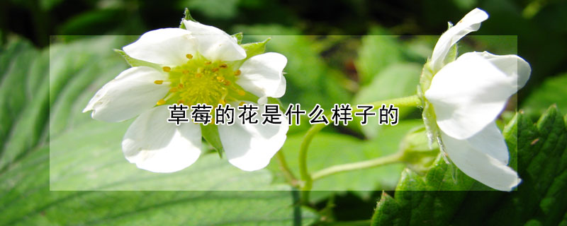 草莓的花是什么样子的