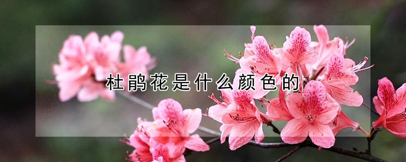 杜鹃花是什么颜色的