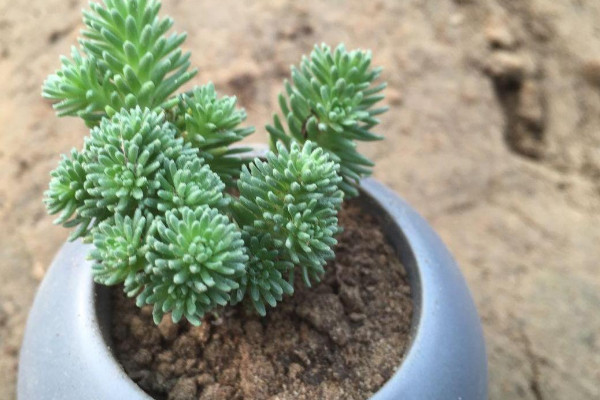 多肉植物球松的养殖方法和注意事项