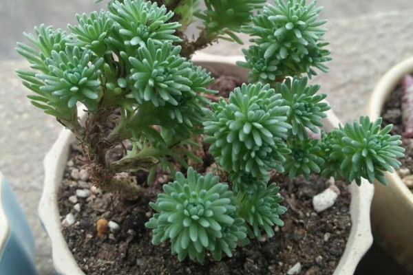 多肉植物球松的养殖方法和注意事项