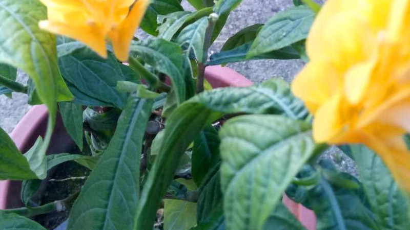 黄金塔花的养殖方法