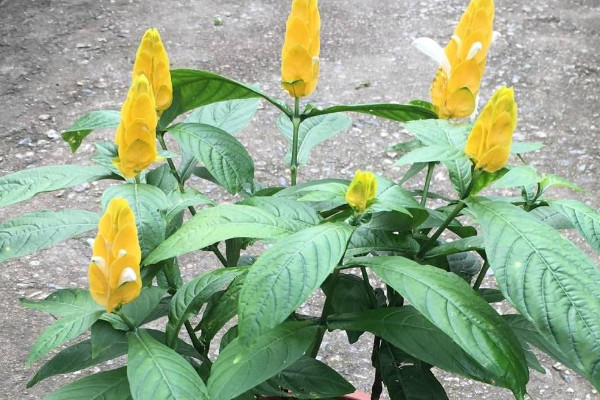 黄金塔花的养殖方法