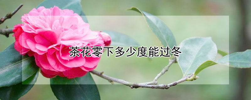 茶花零下多少度能过冬