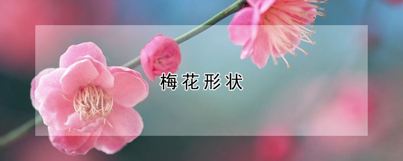 梅花形状