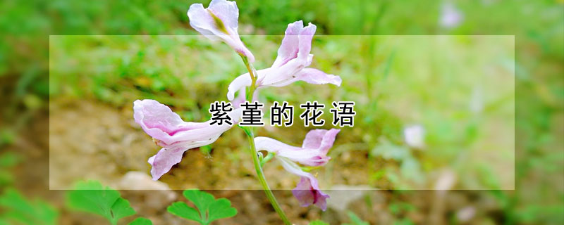 紫堇的花语