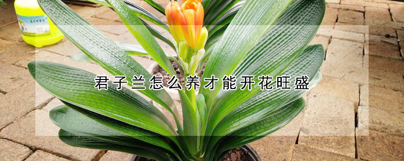 君子兰怎么养才能开花旺盛