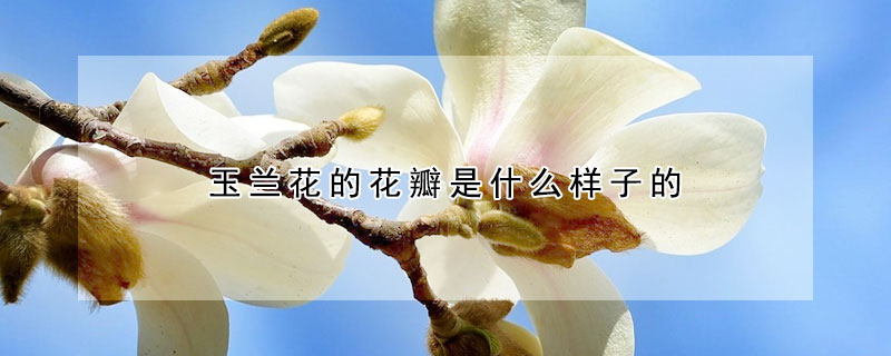 玉兰花的花瓣是什么样子的