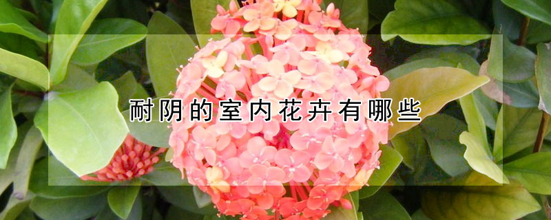 耐阴的室内花卉有哪些