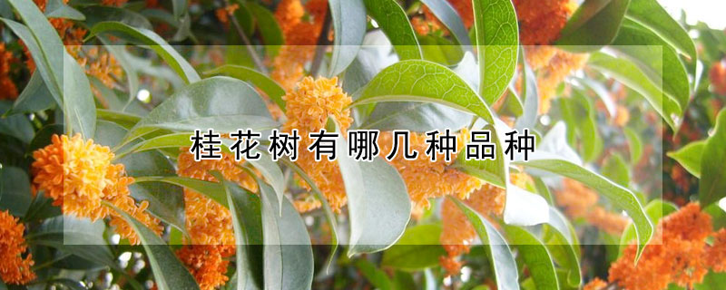 桂花树有哪几种品种