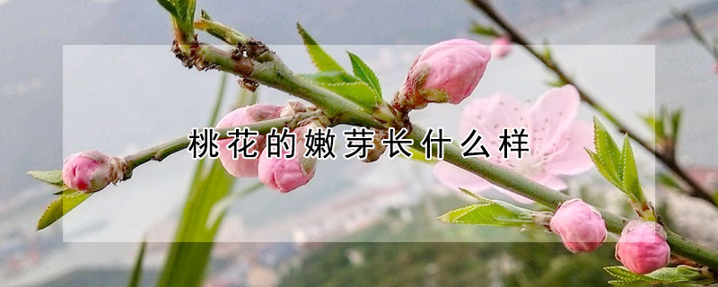 桃花的嫩芽长什么样