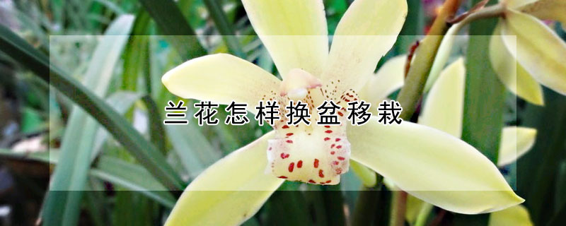 兰花怎样换盆移栽