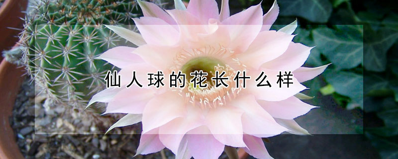 仙人球的花长什么样