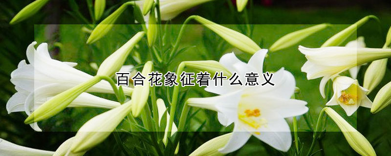 百合花象征着什么意义