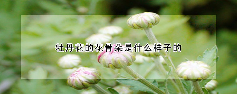 牡丹花的花骨朵是什么样子的