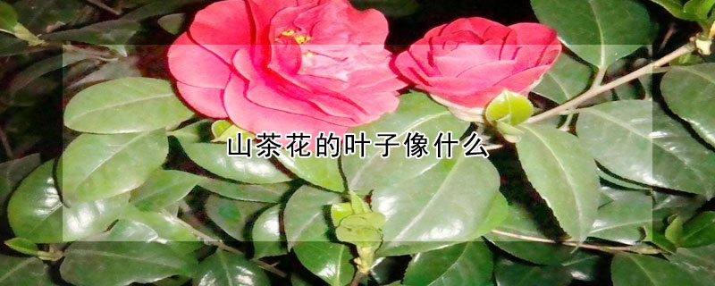 山茶花的叶子像什么