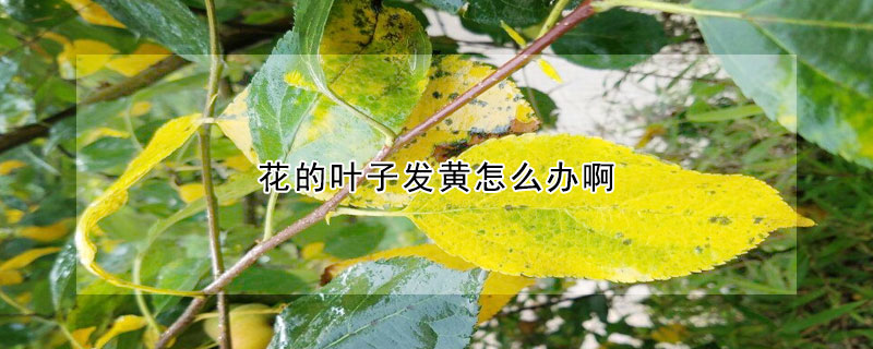 花的叶子发黄怎么办啊