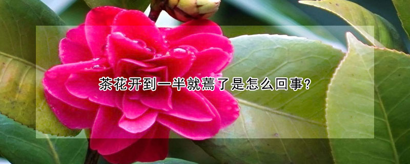 茶花开到一半就蔫了是怎么回事?