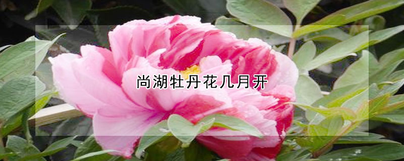 尚湖牡丹花几月开