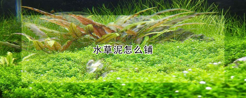 水草泥怎么铺