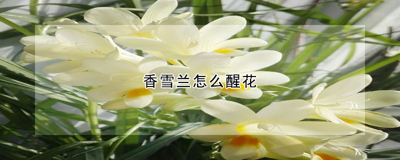 香雪兰怎么醒花