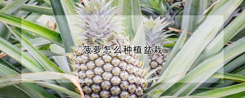 菠萝怎么种植盆栽