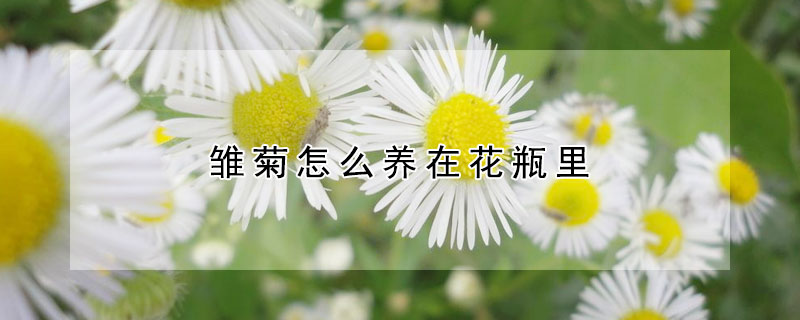 雏菊怎么养在花瓶里