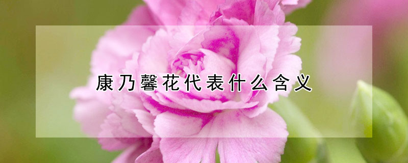 康乃馨花代表什么含义