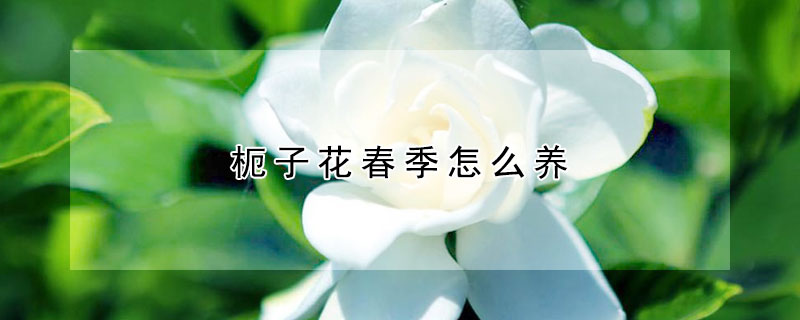 枙子花春季怎么养