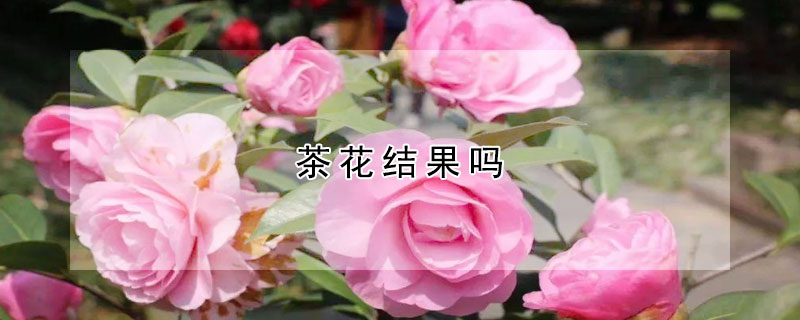 茶花结果吗