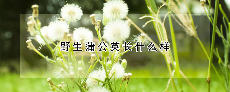 野生蒲公英长什么样