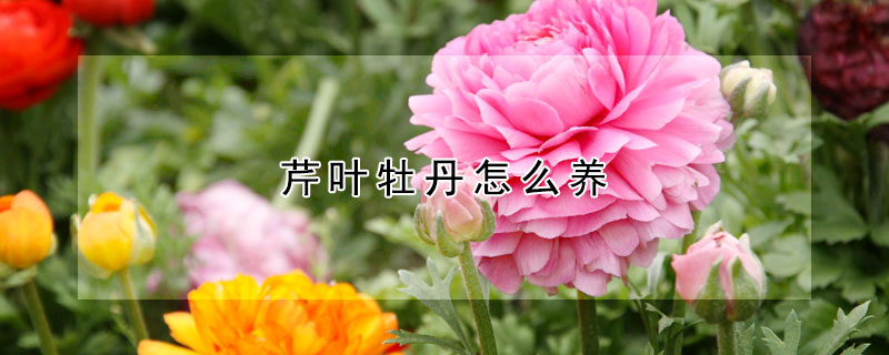 芹叶牡丹怎么养