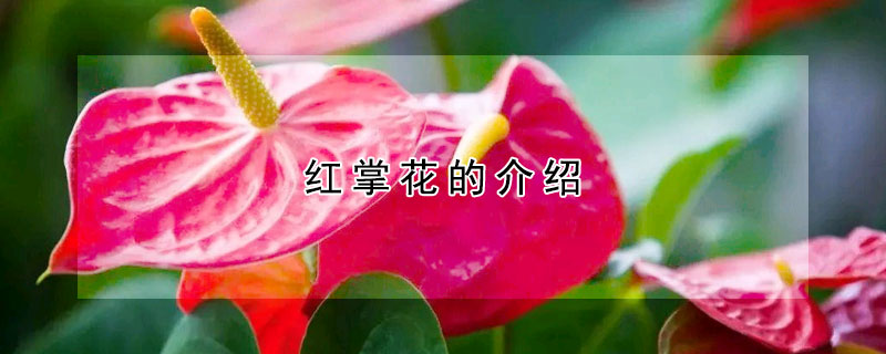 红掌花的介绍